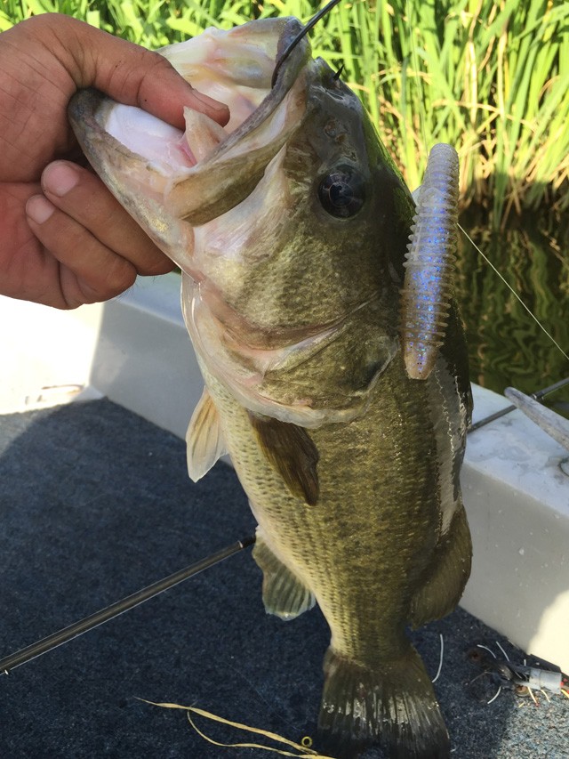 プロショップオオツカ バスフィッシング用品ネット通信販売 ブログ写真 2015/08/01