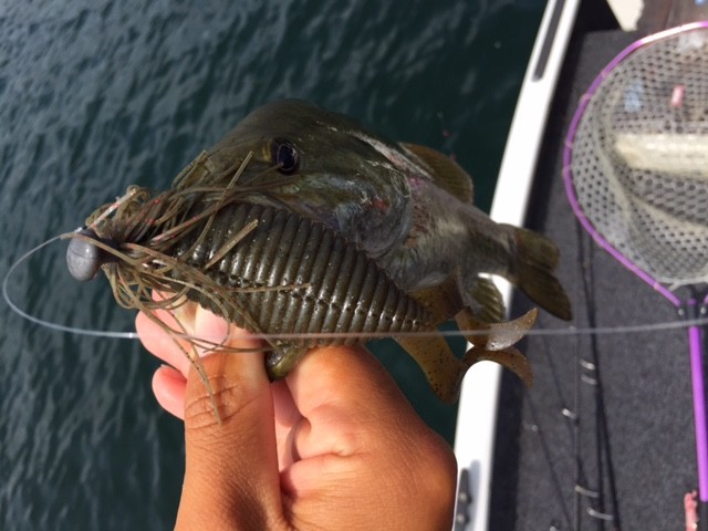 プロショップオオツカ バスフィッシング用品ネット通信販売 ブログ写真 2015/08/05