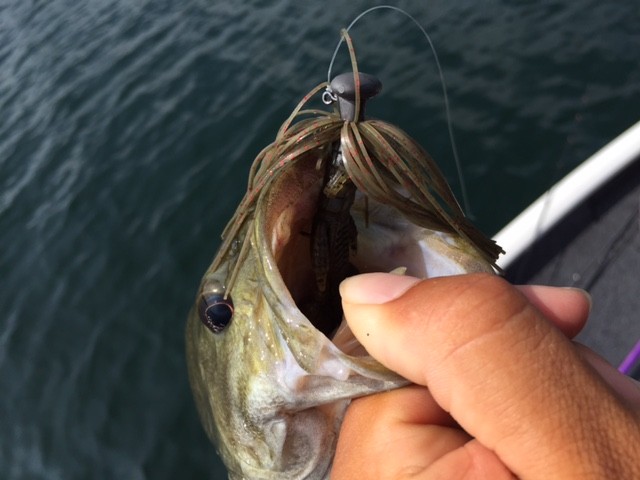 プロショップオオツカ バスフィッシング用品ネット通信販売 ブログ写真 2015/08/05