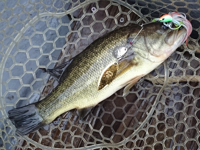 プロショップオオツカ バスフィッシング用品ネット通信販売 ブログ写真 2015/10/02