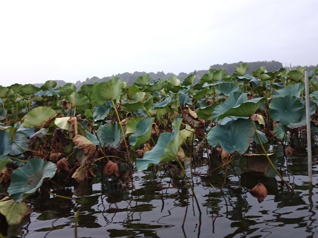 プロショップオオツカ バスフィッシング用品ネット通信販売 ブログ写真 2015/10/02