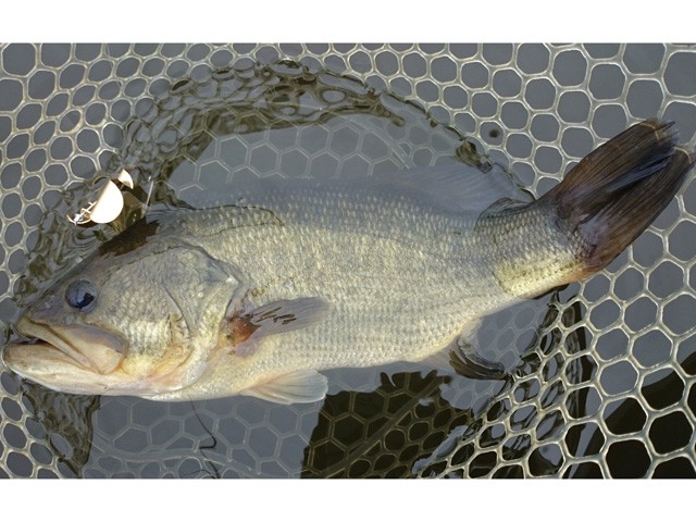 プロショップオオツカ バスフィッシング用品ネット通信販売 ブログ写真 2015/10/02