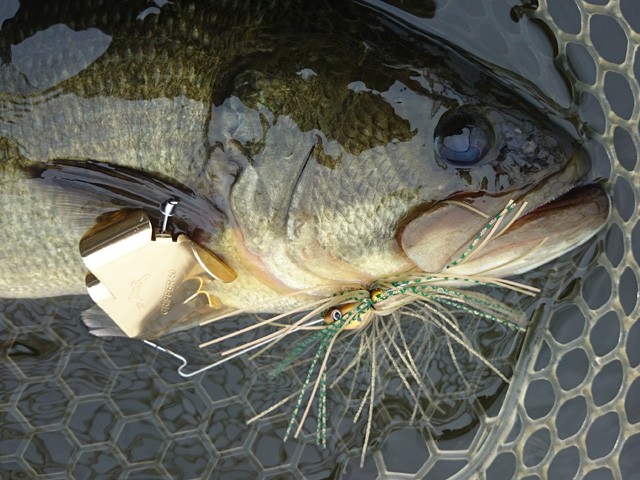 プロショップオオツカ バスフィッシング用品ネット通信販売 ブログ写真 2015/10/02