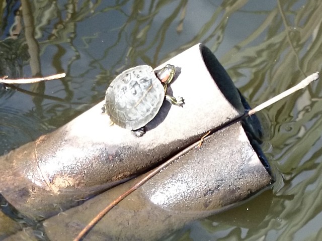 プロショップオオツカ バスフィッシング用品ネット通信販売 ブログ写真 2015/10/09