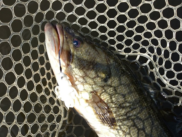 プロショップオオツカ バスフィッシング用品ネット通信販売 ブログ写真 2015/10/09