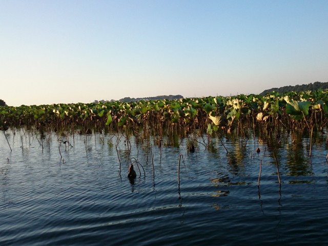 プロショップオオツカ バスフィッシング用品ネット通信販売 ブログ写真 2015/10/09