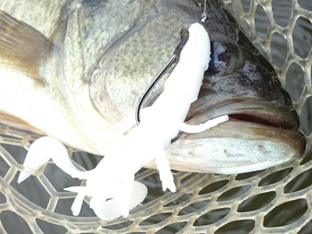 プロショップオオツカ バスフィッシング用品ネット通信販売 ブログ写真 2015/11/25