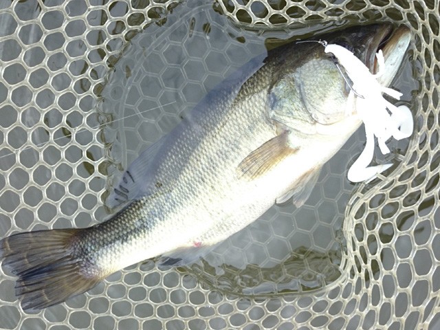 プロショップオオツカ バスフィッシング用品ネット通信販売 ブログ写真 2015/11/25