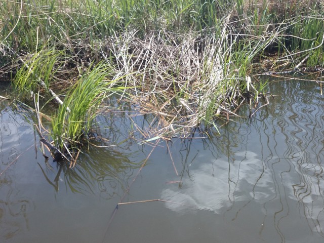 プロショップオオツカ バスフィッシング用品ネット通信販売 ブログ写真 2016/04/27