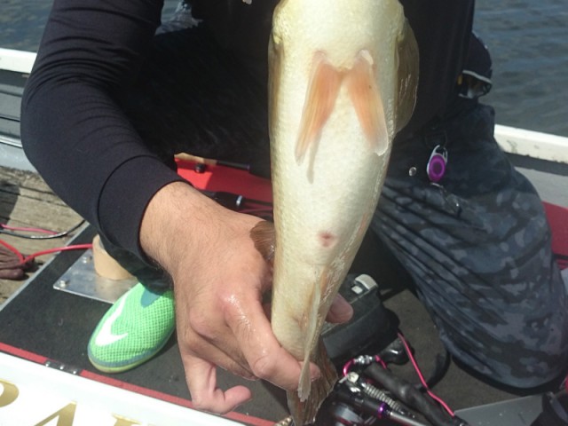 プロショップオオツカ バスフィッシング用品ネット通信販売 ブログ写真 2016/04/27