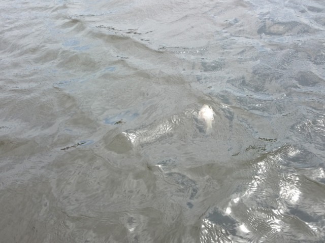 プロショップオオツカ バスフィッシング用品ネット通信販売 ブログ写真 2016/04/27