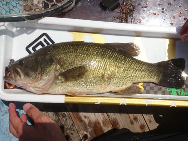 プロショップオオツカ バスフィッシング用品ネット通信販売 ブログ写真 2016/06/16