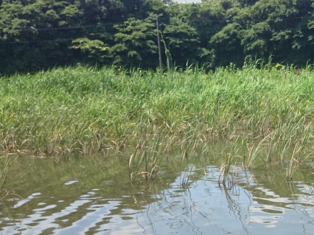 プロショップオオツカ バスフィッシング用品ネット通信販売 ブログ写真 2016/06/16