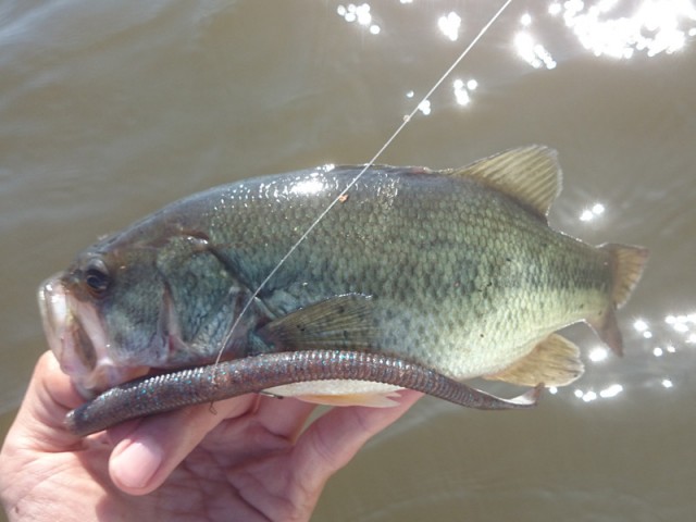 プロショップオオツカ バスフィッシング用品ネット通信販売 ブログ写真 2016/06/16