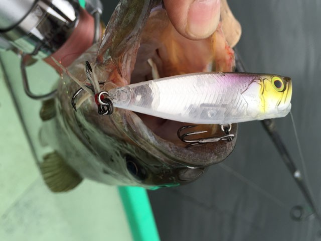 プロショップオオツカ バスフィッシング用品ネット通信販売 ブログ写真 2016/06/17