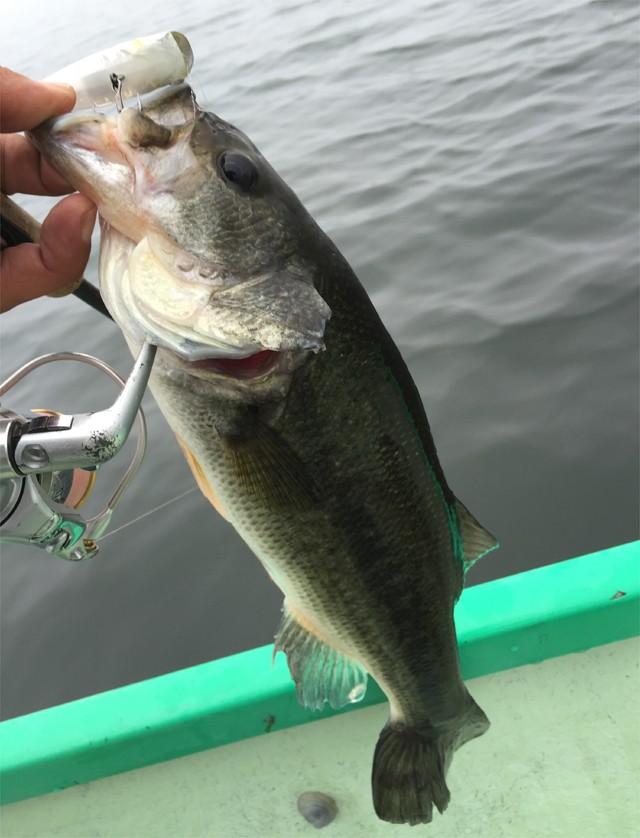 プロショップオオツカ バスフィッシング用品ネット通信販売 ブログ写真 2016/06/17