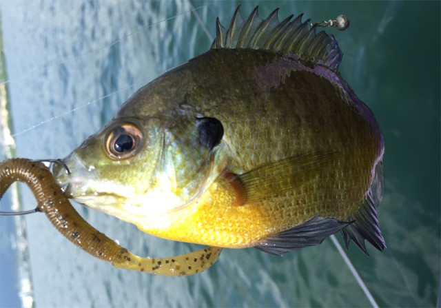 プロショップオオツカ バスフィッシング用品ネット通信販売 ブログ写真 2016/06/17