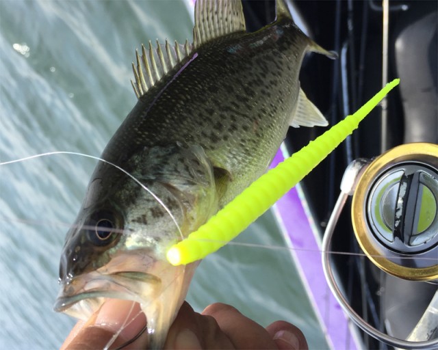 プロショップオオツカ バスフィッシング用品ネット通信販売 ブログ写真 2016/06/17