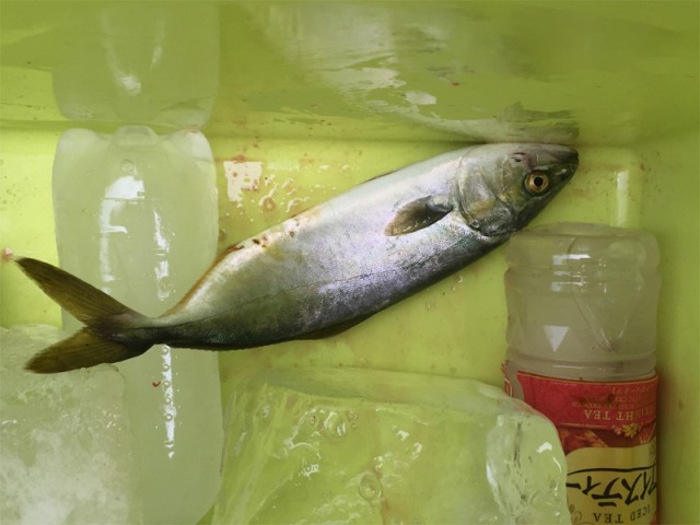 プロショップオオツカ バスフィッシング用品ネット通信販売 ブログ写真 2016/07/24