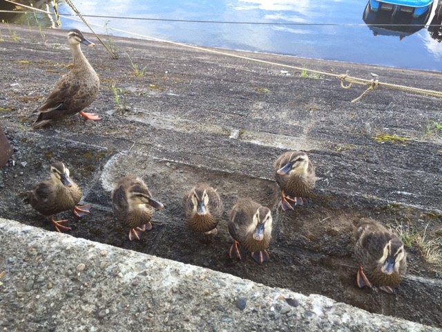 プロショップオオツカ バスフィッシング用品ネット通信販売 ブログ写真 2016/08/22