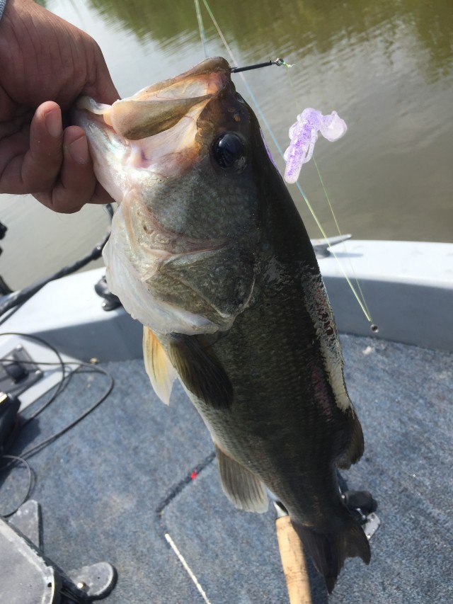 プロショップオオツカ バスフィッシング用品ネット通信販売 ブログ写真 2016/09/25