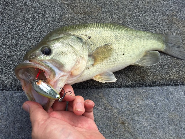 プロショップオオツカ バスフィッシング用品ネット通信販売 ブログ写真 2016/12/21