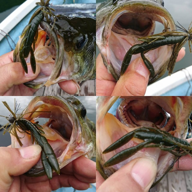 プロショップオオツカ バスフィッシング用品ネット通信販売 ブログ写真 2017/06/24