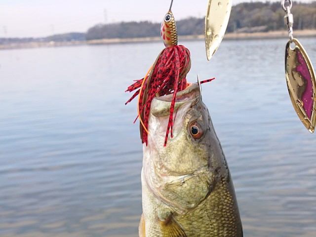 プロショップオオツカ バスフィッシング用品ネット通信販売 ブログ写真 2019/03/22