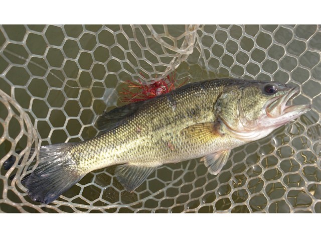 プロショップオオツカ バスフィッシング用品ネット通信販売 ブログ写真 2019/03/22