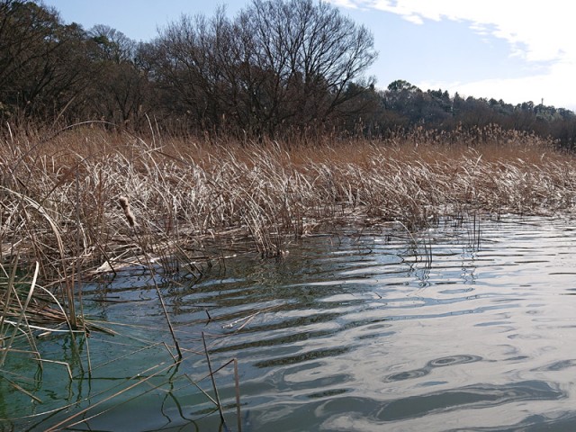 プロショップオオツカ バスフィッシング用品ネット通信販売 ブログ写真 2019/03/22