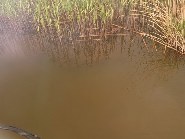 プロショップオオツカ バスフィッシング用品ネット通信販売 ブログ写真 2019/04/29