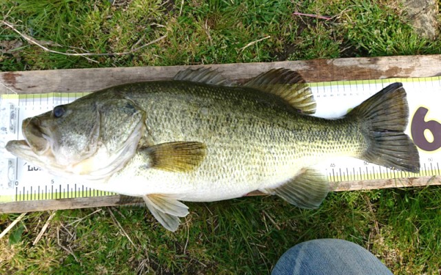 プロショップオオツカ バスフィッシング用品ネット通信販売 ブログ写真 2019/04/29