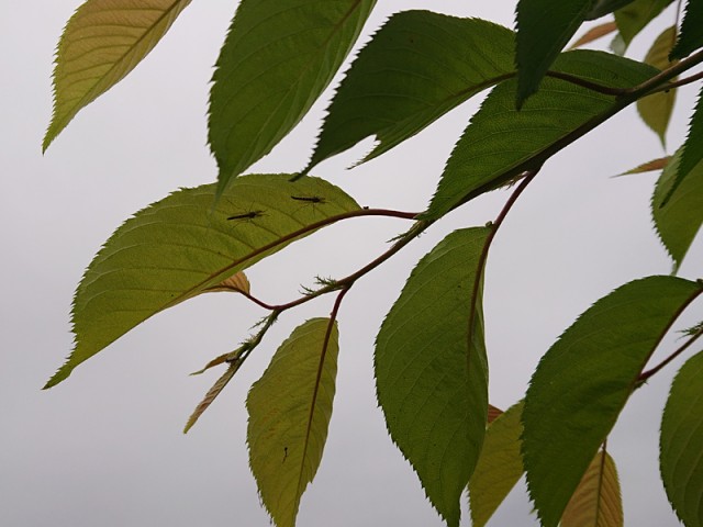 プロショップオオツカ バスフィッシング用品ネット通信販売 ブログ写真 2019/05/18