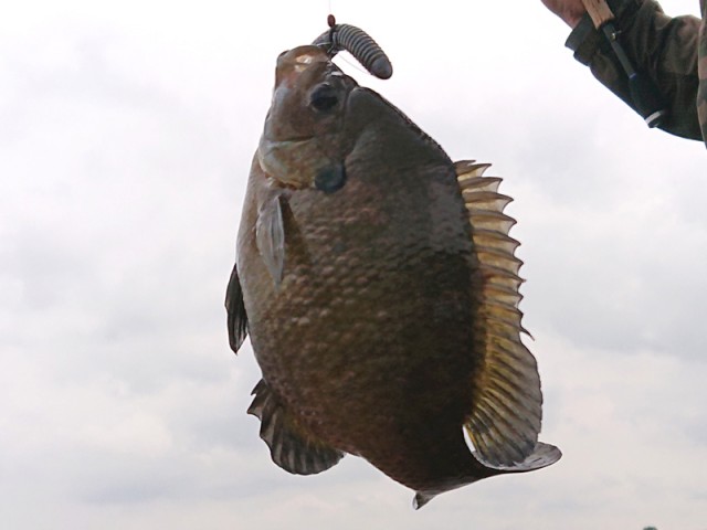 プロショップオオツカ バスフィッシング用品ネット通信販売 ブログ写真 2019/05/18