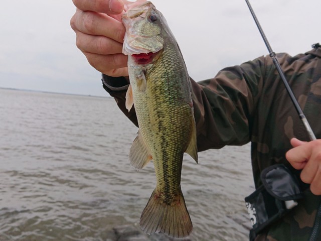 プロショップオオツカ バスフィッシング用品ネット通信販売 ブログ写真 2019/05/18