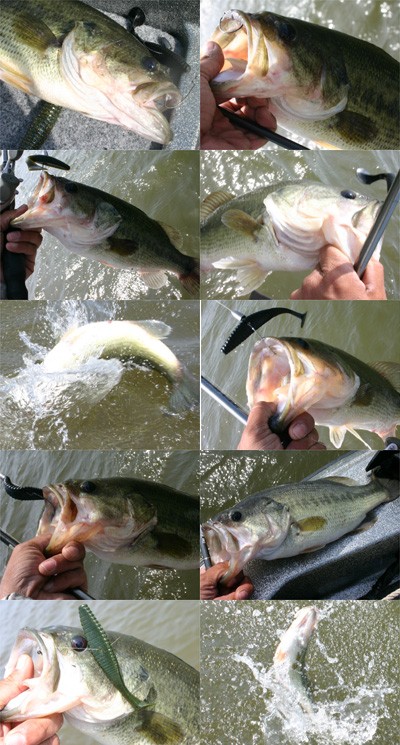 プロショップオオツカ・バスフィッシング用品専門サイト ブログ写真 2009/05/16