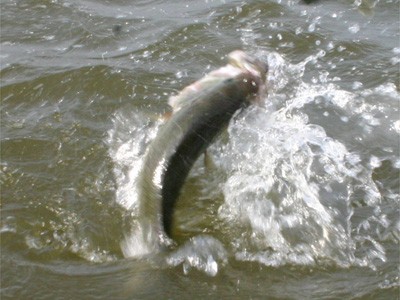 プロショップオオツカ・バスフィッシング用品専門サイト ブログ写真 2009/05/16