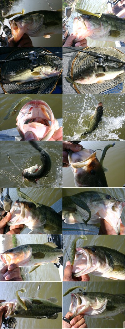 プロショップオオツカ・バスフィッシング用品専門サイト ブログ写真 2009/05/16