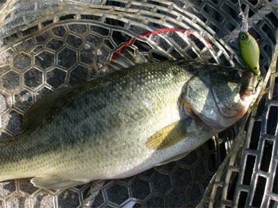 プロショップオオツカ・バスフィッシング用品専門サイト ブログ写真 2009/05/16