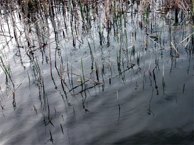 プロショップオオツカ・バスフィッシング用品専門サイト ブログ写真 2009/05/16