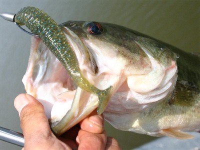 プロショップオオツカ・バスフィッシング用品専門サイト ブログ写真 2009/05/16