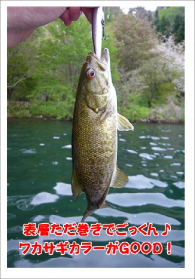 プロショップオオツカ・バスフィッシング用品専門サイト ブログ写真 2009/05/16