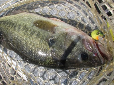 プロショップオオツカ・バスフィッシング用品専門サイト ブログ写真 2009/05/16