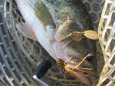 プロショップオオツカ・バスフィッシング用品専門サイト ブログ写真 2009/05/16