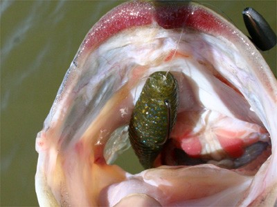 プロショップオオツカ・バスフィッシング用品専門サイト ブログ写真 2009/05/16