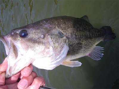 プロショップオオツカ・バスフィッシング用品専門サイト ブログ写真 2009/05/22