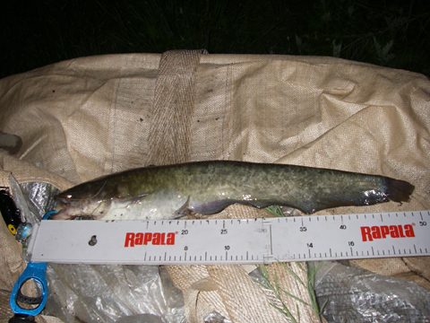 IMGP0619.JPG